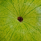 50 CHARLESTON GRAY WATERMELON Citrullus Lanatus Red Fruit Melon Seeds