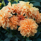 20 Dwarf Mixed Colors REDSKIN DAHLIA Variabilis Red Skin Mix Bicolor Flower Seeds