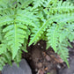 1000 + SENSITIVE FERN Onoclea Sensibilis aka Bead or Sympathy Fern Spores Seeds