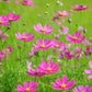 200 TALL PINK COSMOS Bipinnatus Flower Seeds