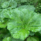 200 Great BURDOCK Arctium Lappa (Edible Burdock / Cockle-Button / Beggar's Buttons) HERB Flower Seeds