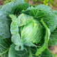 500 COPENHAGEN MARKET Early CABBAGE Heirloom Brassica Oleracea Vegetable Seeds