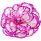 50 PICOTEE MIX CARNATION Dianthus Caryophyllus Double Bicolor Striped Flower Seeds