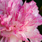 50 PICOTEE MIX CARNATION Dianthus Caryophyllus Double Bicolor Striped Flower Seeds