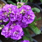 50 BLUE STOCK Matthiola Incana Ten-Week Gillyflower Seeds