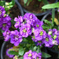 50 BLUE STOCK Matthiola Incana Ten-Week Gillyflower Seeds
