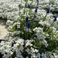 800 WHITE ALPINE ROCKCRESS Aubrieta Rock Cress Arabis Alpina Flower Seeds