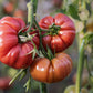 200 PINK PONDEROSA TOMATO Henderson's Lycopersicon Fruit Vegetable Seeds