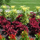 50 AURORA YELLOW AMARANTHUS Tricolor Josephs Coat Flower Seeds