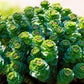 25 ROSEROOT STONECROP Golden Rose Root Sedum Rhodiola Rosea Yellow Succulent Flower Seeds