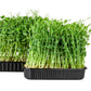 50 Oregon SUGAR POD II Pea Pisum Sativum Macrocarpon Vegetable Seeds