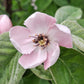 20 COMMON CULINARY QUINCE Fruit Tree Cydonia Oblonga Flowering Shrub Seeds