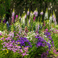 50 Pacific Mix STATICE (Sea Lavender) Mixed Colors  Limonium Sinuatum Flower Seeds