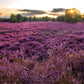 100 Scotch TRUE HEATHER Shrub Scot's Purple Pink Flower Calluna Vulgaris Seeds