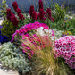 500 DOUBLE DEUCES GODETIA Grandiflora Clarkia Amoena Mixed Colors & Bicolor Flower Seeds
