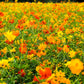 300 BRIGHT LIGHTS COSMOS Mix Mixed Colors Red Orange Yel Bipinnatus Flower Seeds
