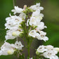 1000 WHITE FOXGLOVE BEARDTONGUE Penstemon Digitalis Flower Seeds