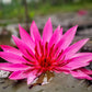 3 Organic Mixed Colors LOTUS Nelumbo Nucifera Pond Water Lily Lilypad Blue Red Flower Large Seeds