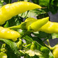 200 HEIRLOOM BANANA Pepper Sweet Yellow Hungarian Capsicum Annuum Vegetable Seed