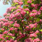 20 ENGLISH HAWTHORN TREE Edible Fruit Flower Mayflower Crataegus Laevigata Seeds