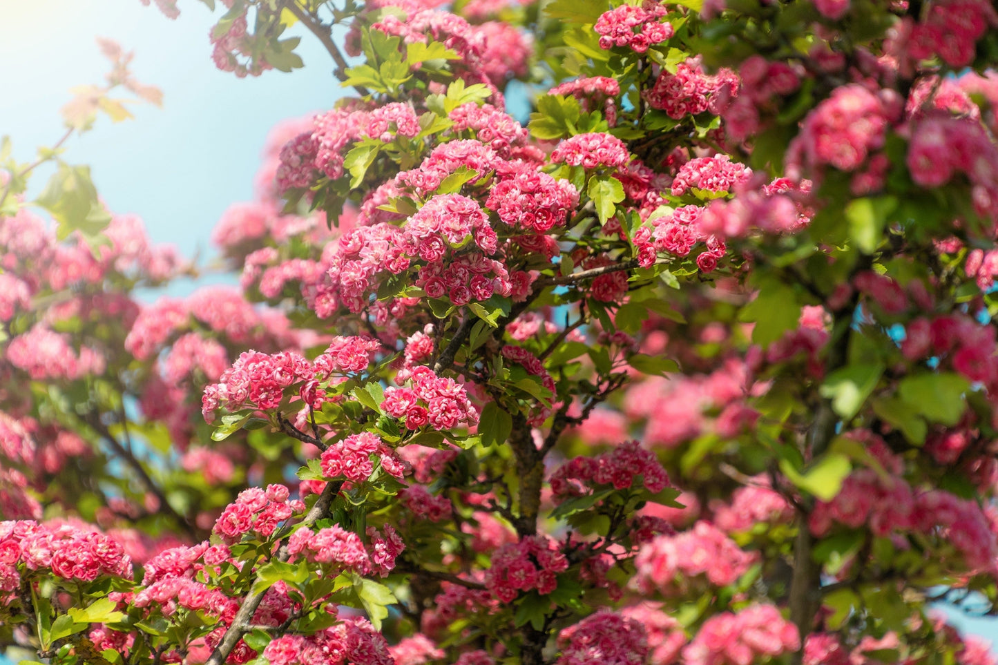 20 ENGLISH HAWTHORN TREE Edible Fruit Flower Mayflower Crataegus Laevigata Seeds