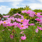 200 TALL PINK COSMOS Bipinnatus Flower Seeds