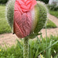 100 HENS and CHICKS Poppy Hens & Chickens Breadseed Lettuce Leaf Papaver Somniferum Flower Seeds