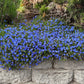 200 CAMBRIDGE BLUE LOBELIA Regatta Erinus Trailing Flower Seeds