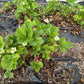20 ' PINEAPPLE CRUSH ' STRAWBERRY Everbearing Fragaria Vesca Alpine White Yellow Berry Seeds
