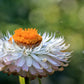 100 WHITE DOUBLE STRAWFLOWER Helichrysum Monstrosum Xerochrysum Bracteatum Flower Seeds