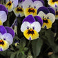 250 JOHNNY JUMP UP Helen Mount Violet Viola Tricolor Flower Seeds