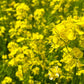 1000 Dwarf ESSEX RAPE KALE Rapeseed Brassica Napus Vegetable Seeds