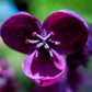 15 CHOCOLATE VINE Edible Fruit Akebia Trifoliata Flower Ornamental Climber Seeds