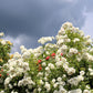 5 WHITE CLIMBING ROSE Rosa Bush Vine Climber Fragrant Butterfly Flower Seeds