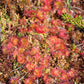 10 CARNIVOROUS SUNDEW PLANT Drosera Flower Seeds