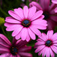 20 MIXED COLORS OSTEOSPERMUM Ecklonis African Cape Daisy Flower Seeds