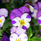 100 JOHNNY JUMP UP Violet Viola Tricolor Flower Seeds