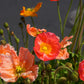 2500 ICELAND POPPY MIX Papaver Nudicaule Mixed Colors Flower Seeds
