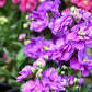 50 BLUE STOCK Matthiola Incana Ten-Week Gillyflower Seeds