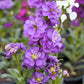 50 MIXED COLORS STOCK Matthiola Incana Ten-Week Gillyflower Blue White Pink Red Purple Seeds