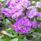 50 BLUE STOCK Matthiola Incana Ten-Week Gillyflower Seeds