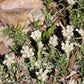 150 White PUSSYTOES Cats Paws Antennaria Flower Seeds