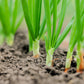 300 Evergreen NEBUKA BUNCHING ONION Japanese Allium Fistulosum Vegetable Seeds