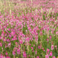 50 PINK SAINFOIN Common Onobrychis Viciifolia Holy Clover Legume Ground Cover Forage Flower Seeds