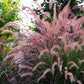 25 PURPLE FOUNTAIN GRASS Ornamental Pennisetum Setaceum Dark Burgundy Flower Seeds