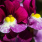 2000 Mixed MOROCCAN TOADFLAX / SNAPDRAGON Linaria Maroccana Flower Seeds