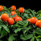 25 JERUSALEM CHERRY Madeira Winter Solanum Pseudocapsicum Flower Seeds