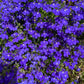 200 CRYSTAL PALACE LOBELIA Regatta Purple Blue Lobelia Erinus Flower Seeds