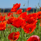 1000 Red AMERICAN LEGION (Corn / Shirley / Flanders) POPPY Papaver Rhoeas Flower Seeds