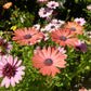 25 SALMON AFRICAN DAISY Dimorphotheca Sinuata Apricot Flower Seeds